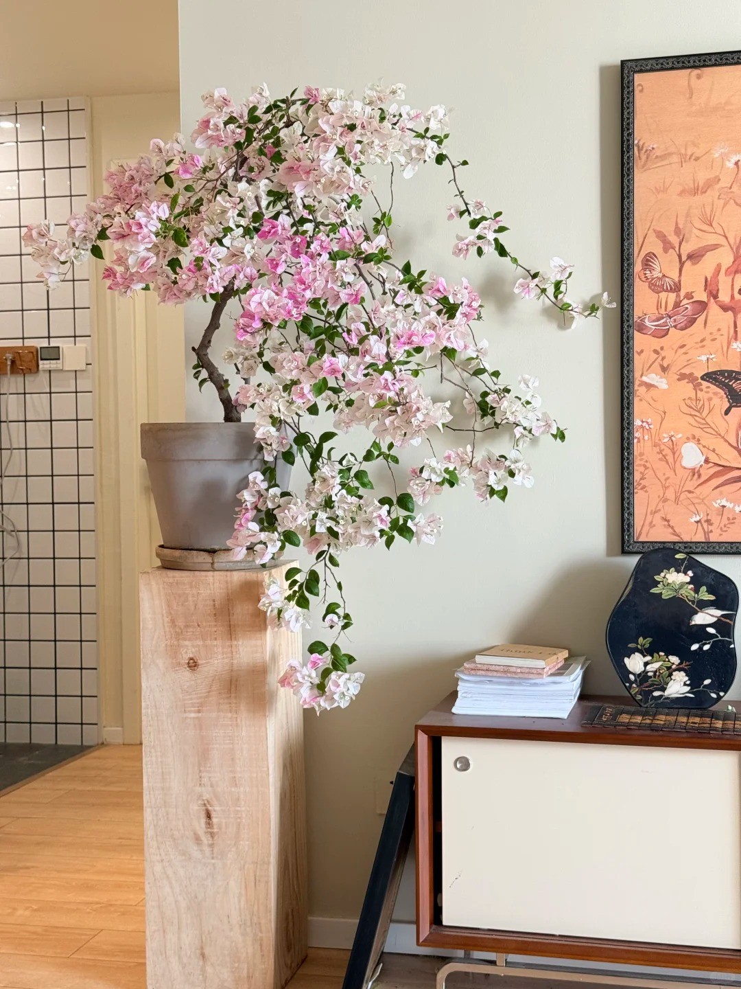 Hoa giấy bonsai mini: Vì sao loài cây quen thuộc trước cổng nhà lại được dân chung cư ưa chuộng? Hoa giấy bonsai mini: Vì sao loài cây quen thuộc trước cổng nhà lại được dân chung cư ưa chuộng?