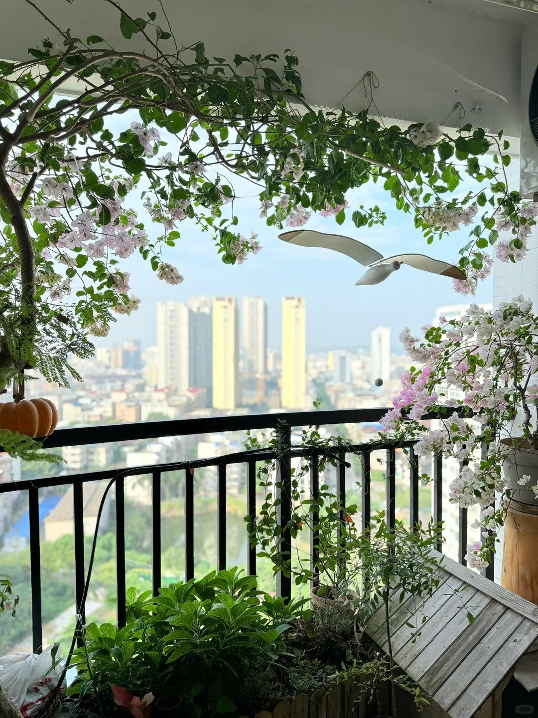 Hoa giấy bonsai mini: Vì sao loài cây quen thuộc trước cổng nhà lại được dân chung cư ưa chuộng? Hoa giấy bonsai mini: Vì sao loài cây quen thuộc trước cổng nhà lại được dân chung cư ưa chuộng?