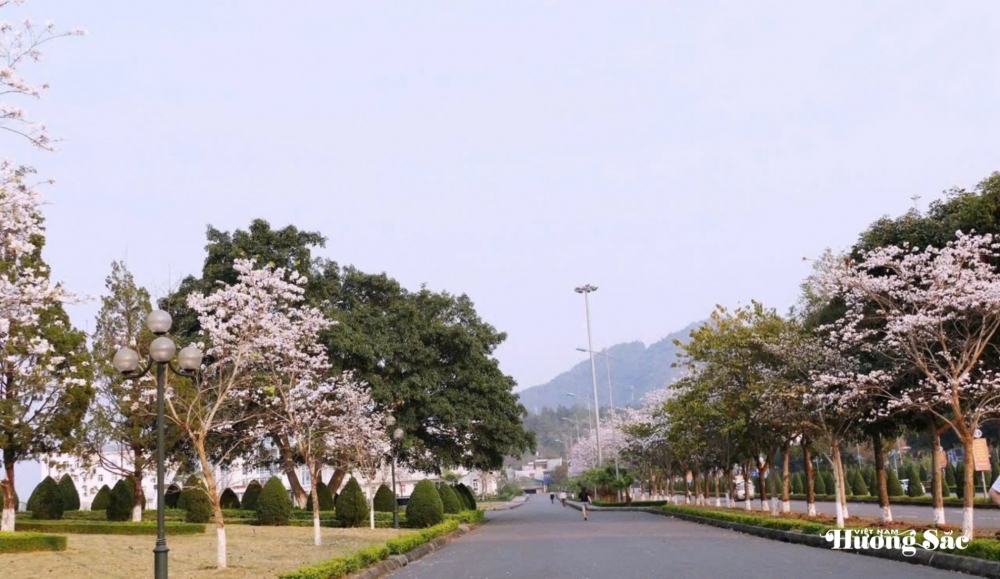 Lai Châu: Mùa hoa ban rực rỡ và bản sắc văn hóa Tây Bắc Lai Châu: Mùa hoa ban rực rỡ và bản sắc văn hóa Tây Bắc