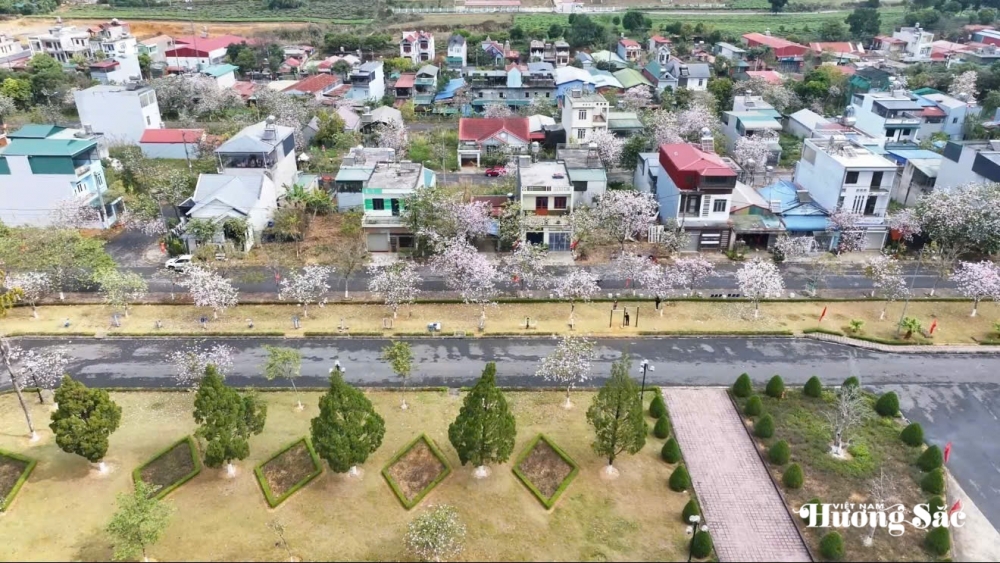 Lai Châu: Mùa hoa ban rực rỡ và bản sắc văn hóa Tây Bắc Lai Châu: Mùa hoa ban rực rỡ và bản sắc văn hóa Tây Bắc