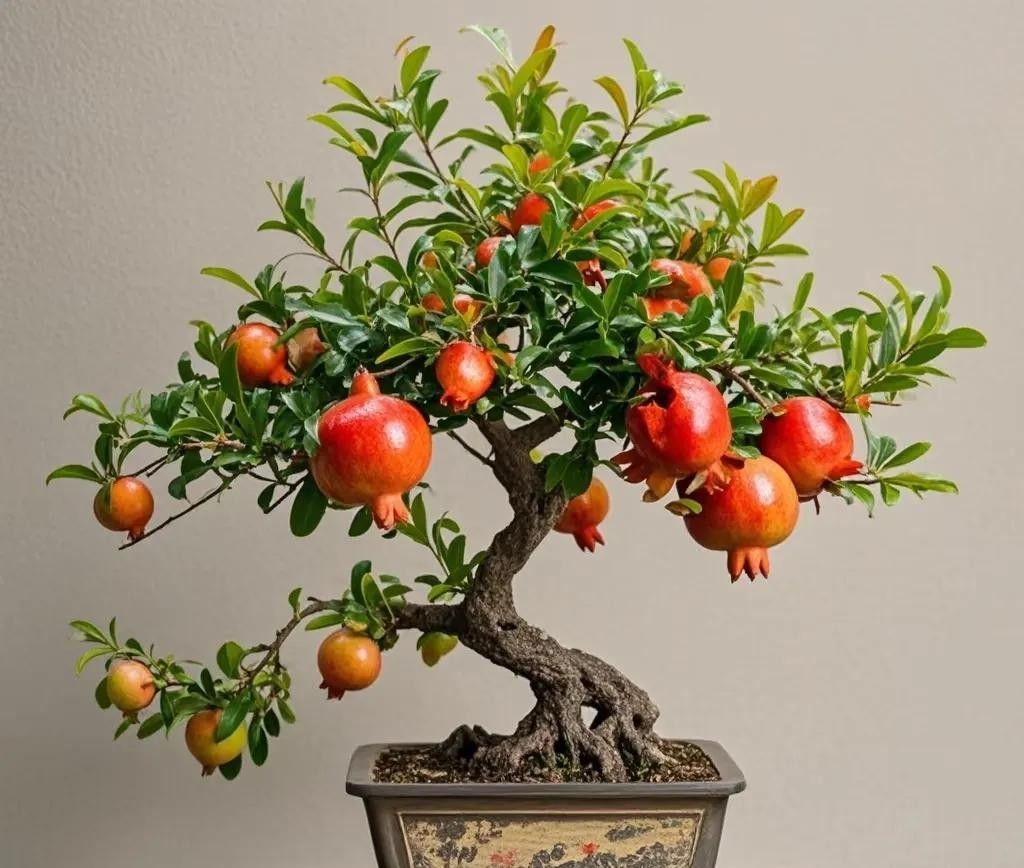4 chậu bonsai mini vừa làm đẹp căn hộ vừa mang lộc vào nhà