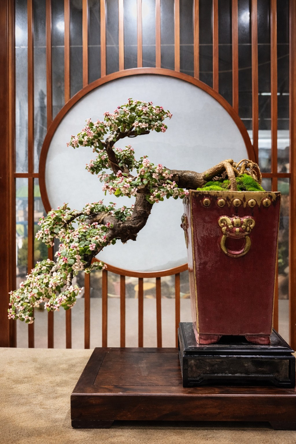 Bonsai “lá ngọc cành vàng”: Cây phong thủy mang may mắn và sung túc quanh năm