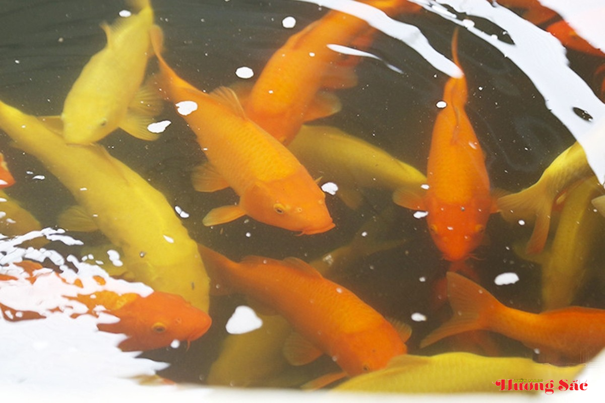 Nuôi cá Koi ở Hà Tĩnh: Từ thú chơi thành nghề “hái ra tiền”