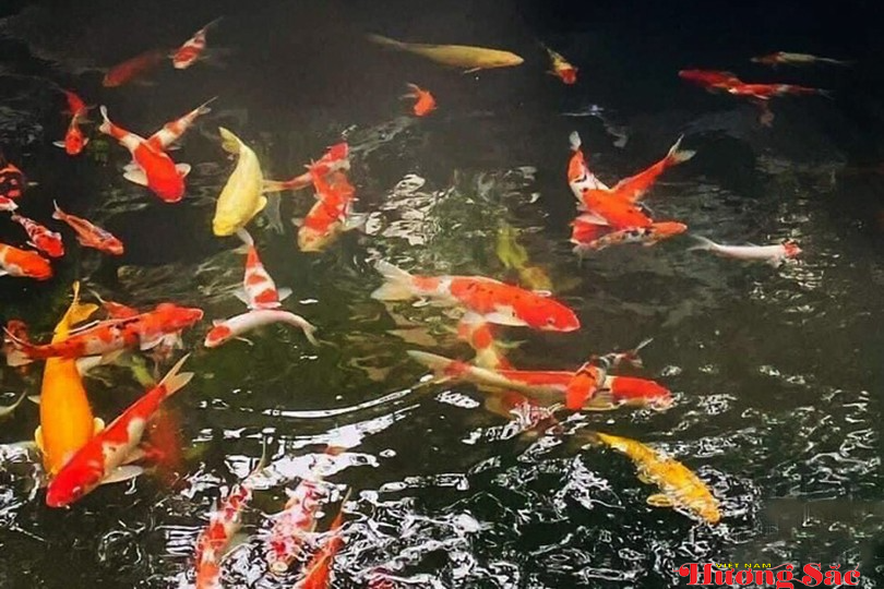 Nuôi cá Koi ở Hà Tĩnh: Từ thú chơi thành nghề “hái ra tiền”