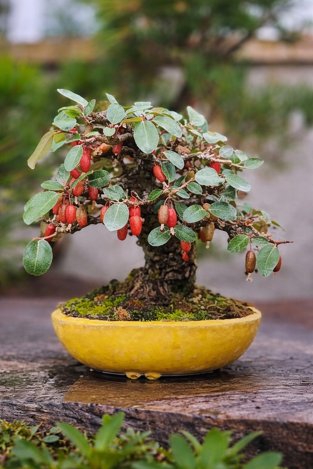 Người xưa dạy: “Cành trĩu quả nặng, phúc lộc đầy nhà Người xưa dạy: “Cành trĩu quả nặng, phúc lộc đầy nhà