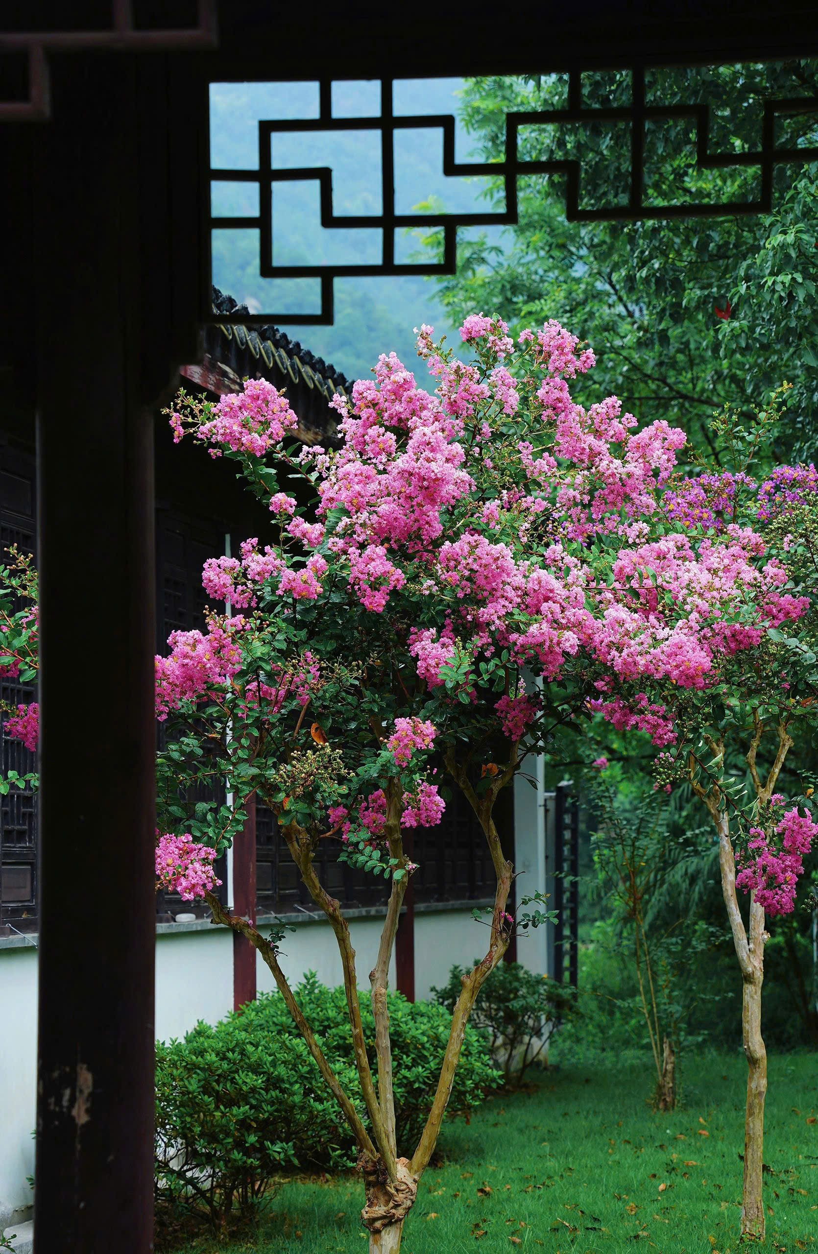 Người xưa dặn: Trồng một cây này trong sân, giữ phúc lành cho gia đình qua nhiều thế hệ Người xưa dặn: Trồng một cây này trong sân, giữ phúc lành cho gia đình qua nhiều thế hệ