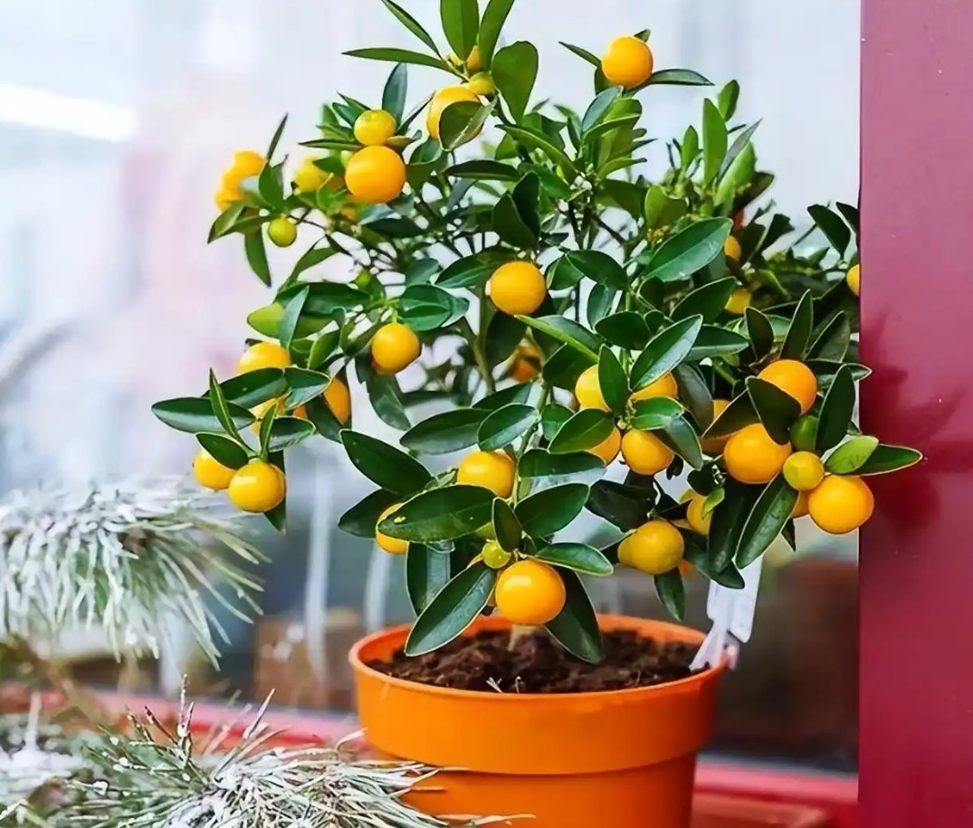 Những loại cây được ưa chuộng trong phòng khách, gắn với tài lộc và bình an
