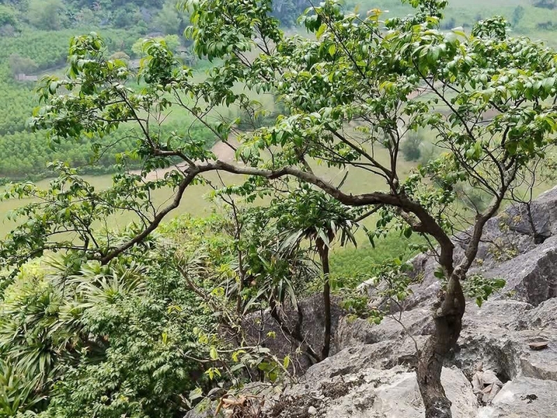 Cảnh báo từ những gốc muội hồng bị ‘săn’ trong rừng