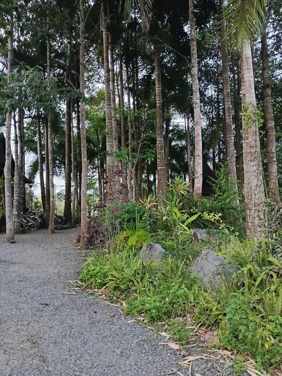 Suối Rao Ecolodge: Không xây khu nghỉ dưỡng, kiến tạo một khu rừng sống Suối Rao Ecolodge: Không xây khu nghỉ dưỡng, kiến tạo một khu rừng sống
