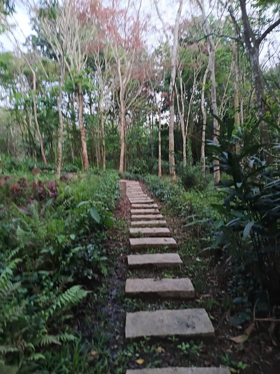 Suối Rao Ecolodge: Không xây khu nghỉ dưỡng, kiến tạo một khu rừng sống Suối Rao Ecolodge: Không xây khu nghỉ dưỡng, kiến tạo một khu rừng sống