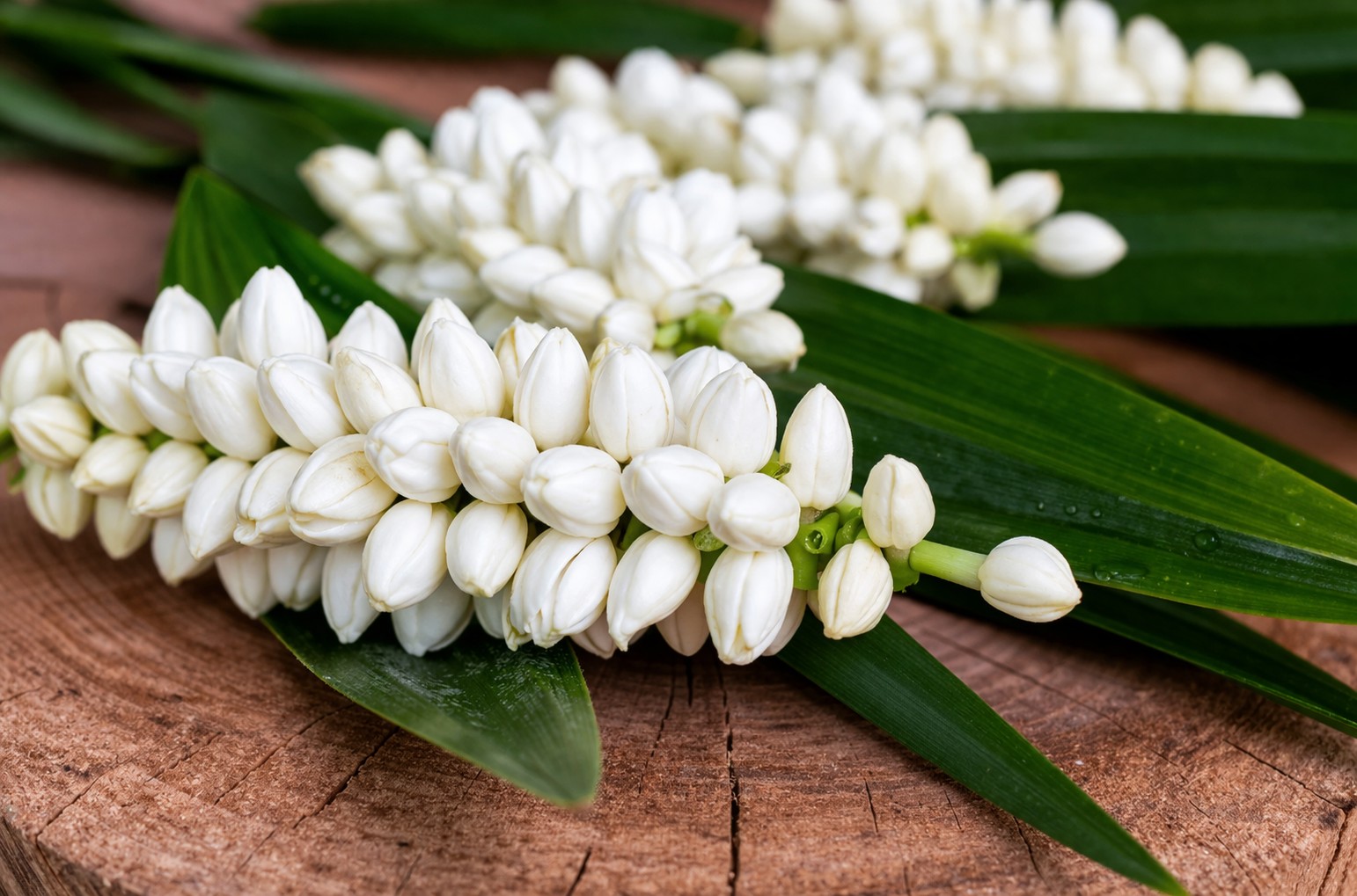 Hoa nhài trong Phật giáo: Hương thơm của giới - định - tuệ Hoa nhài trong Phật giáo: Hương thơm của giới - định - tuệ