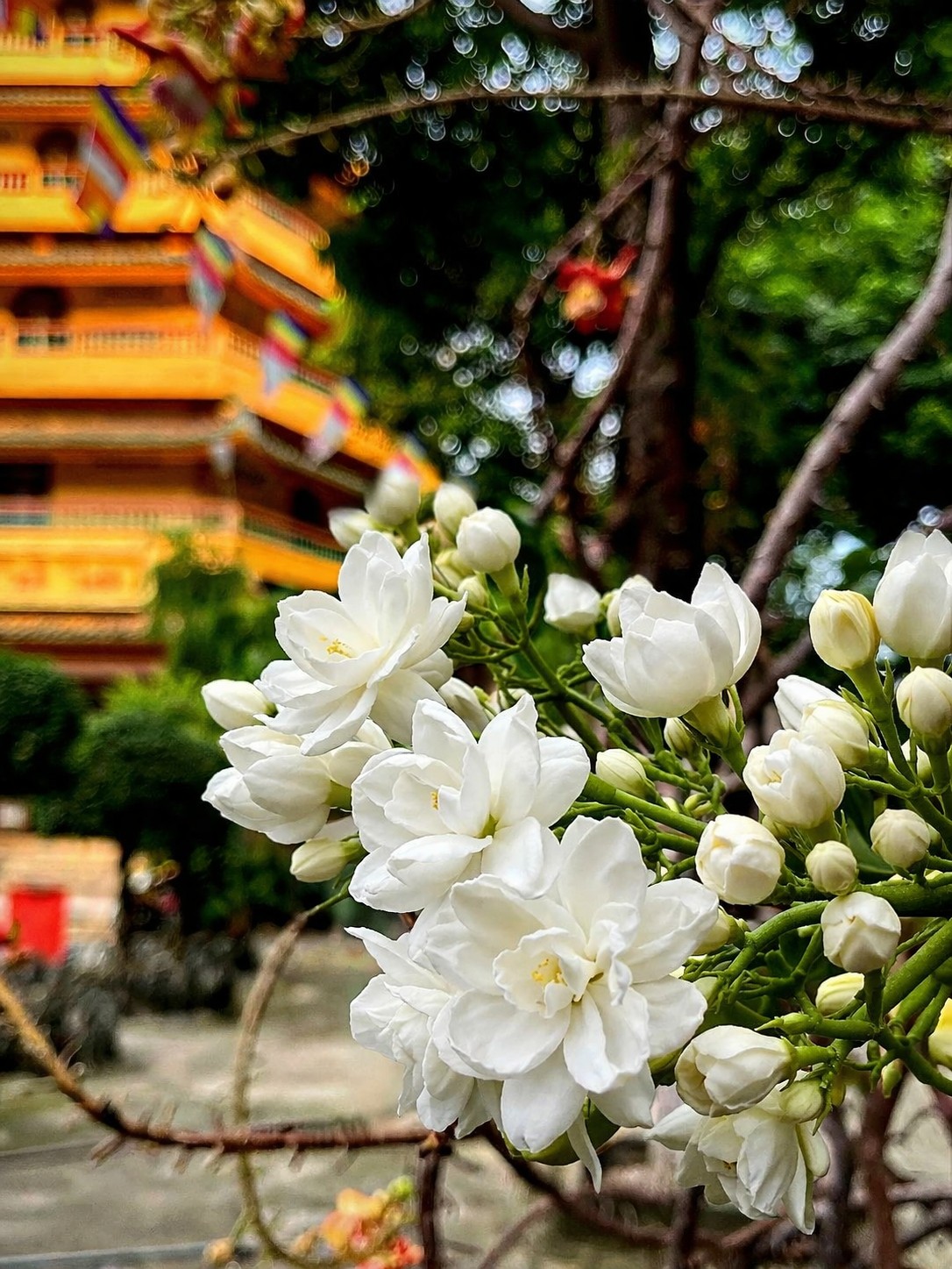 Hoa nhài trong Phật giáo: Hương thơm của giới - định - tuệ Hoa nhài trong Phật giáo: Hương thơm của giới - định - tuệ