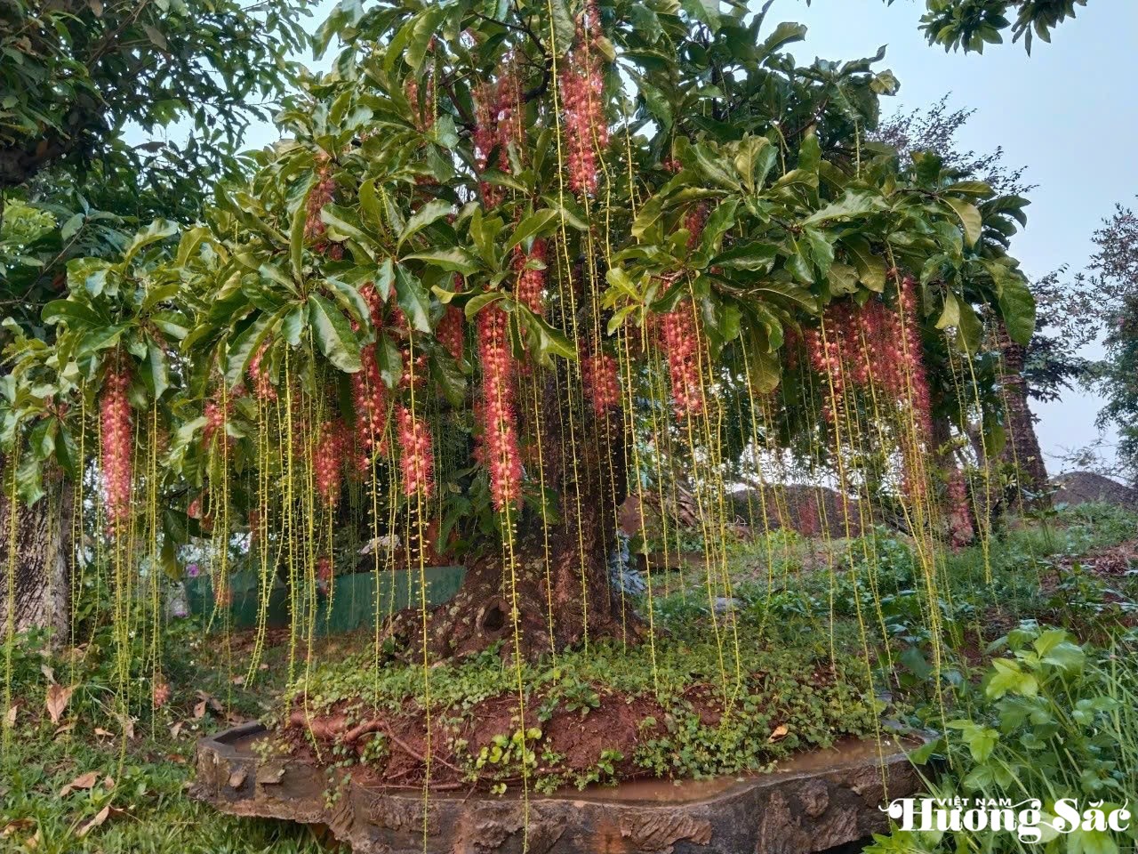 Những năm 2010 -2015 cây lộc vừng được các thương lái sưu tầm và đưa 