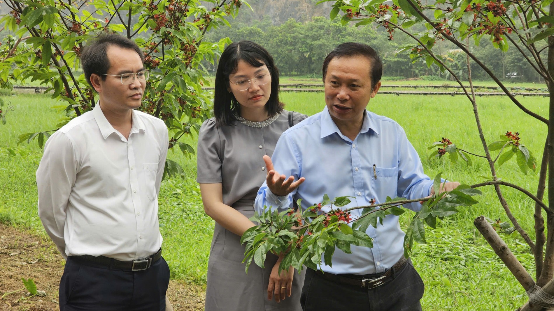 Cây mai vàng và tiềm năng phát triển kinh tế gắn với du lịch tại Ninh Bình