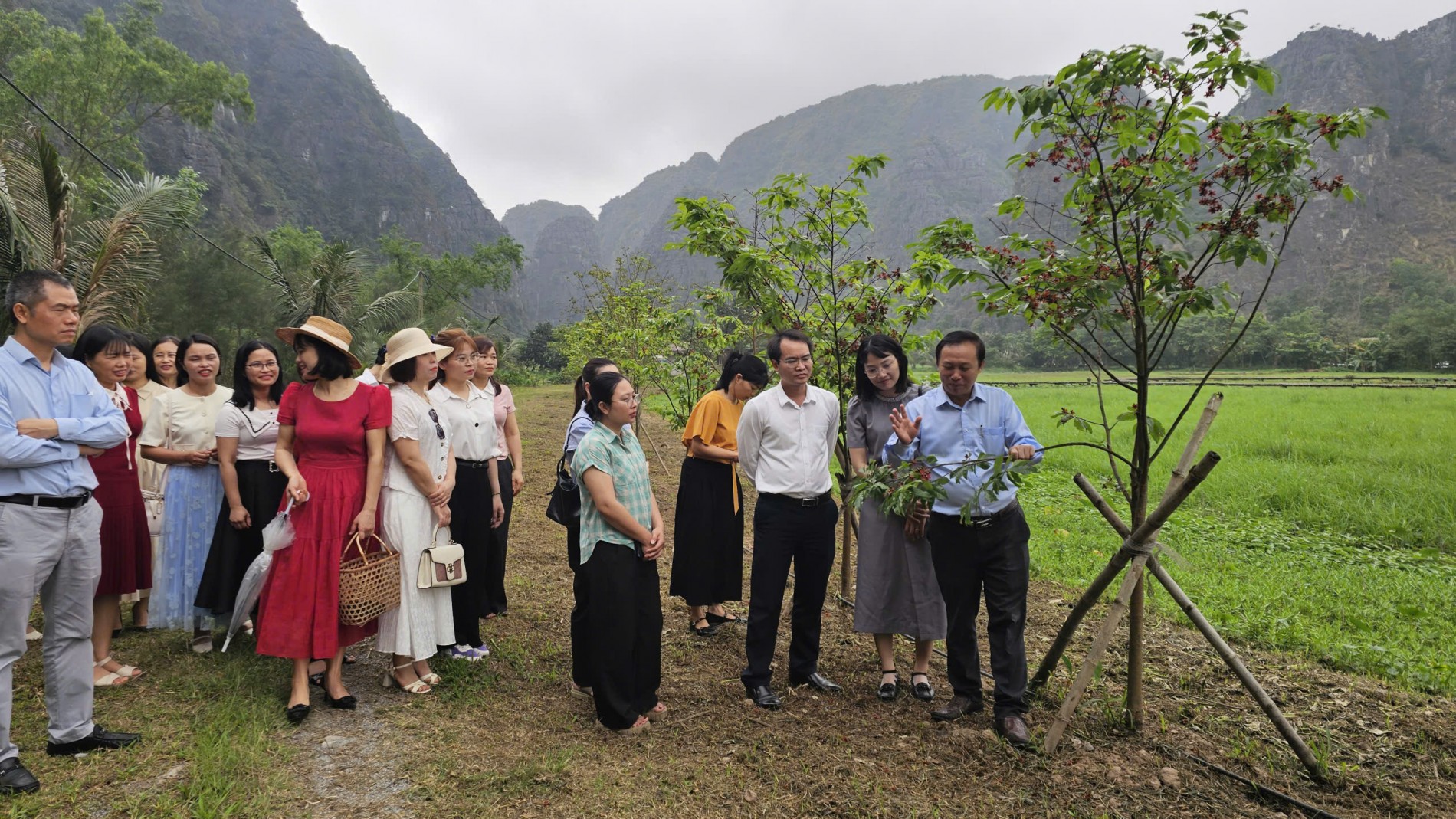 Cây mai vàng và tiềm năng phát triển kinh tế gắn với du lịch tại Ninh Bình