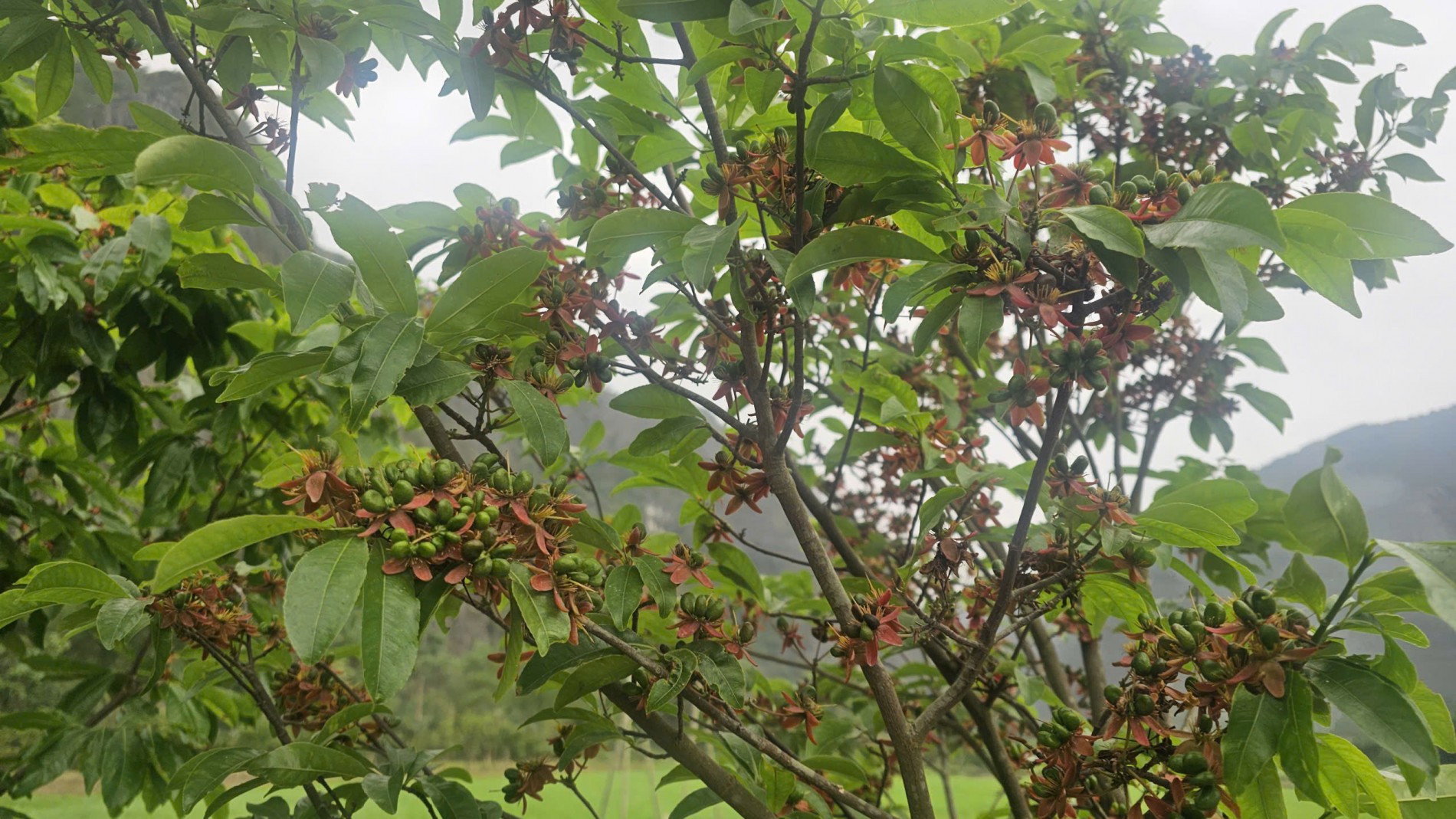 Cây mai vàng và tiềm năng phát triển kinh tế gắn với du lịch tại Ninh Bình