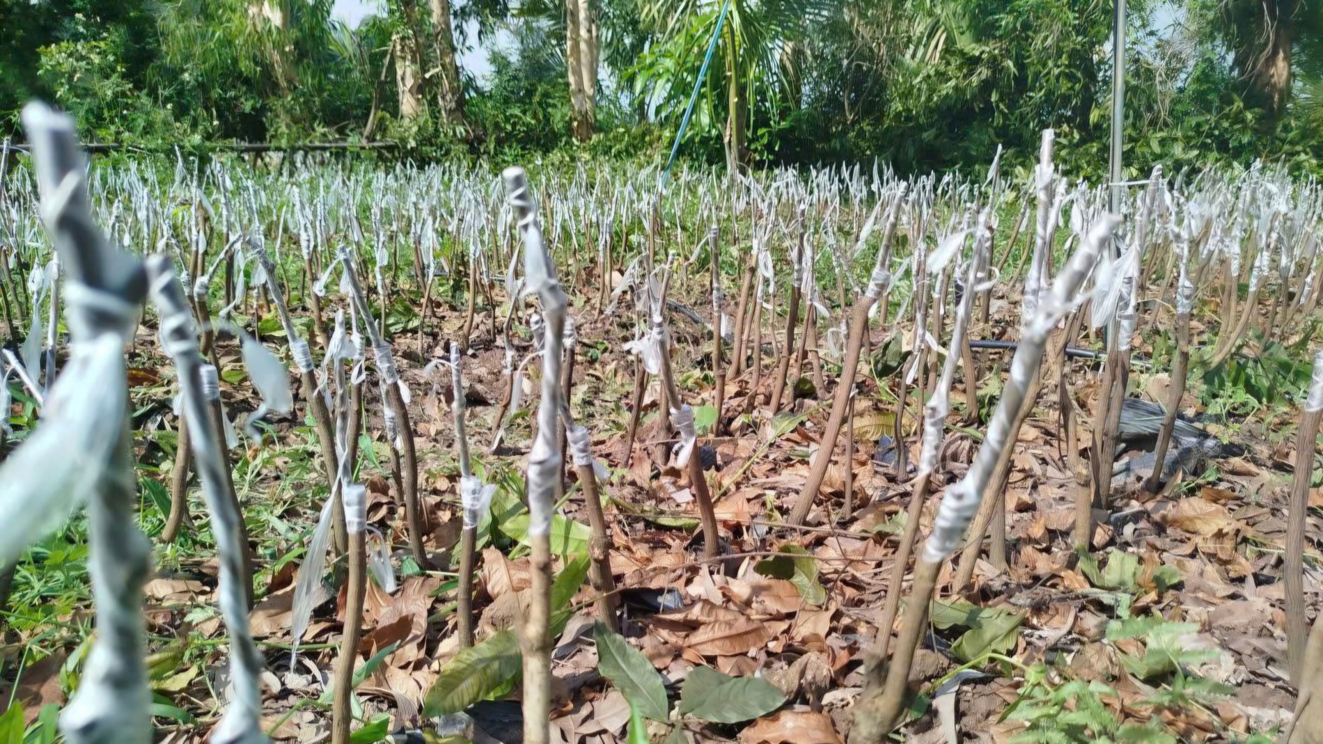 Cây mai vàng và tiềm năng phát triển kinh tế gắn với du lịch tại Ninh Bình