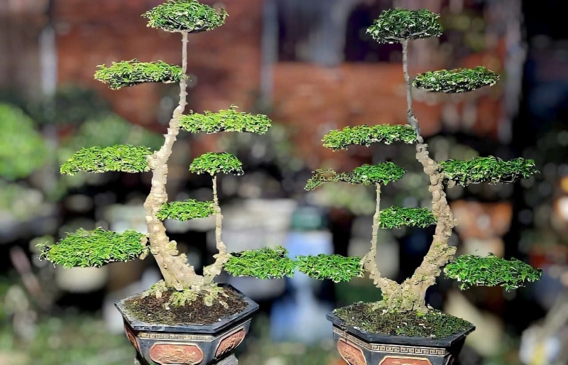 Kiểng cổ Tam Cang – Ngũ Thường: Dấu ấn cung đình trong hình tượng đạo lý phương Nam
