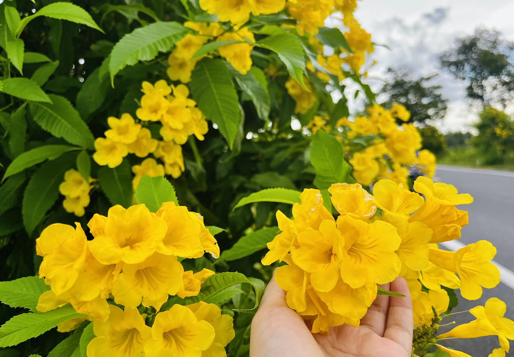 4 cây cảnh phong thủy hút tài lộc, đón bình an cho không gian sống 4 cây cảnh phong thủy hút tài lộc, đón bình an cho không gian sống