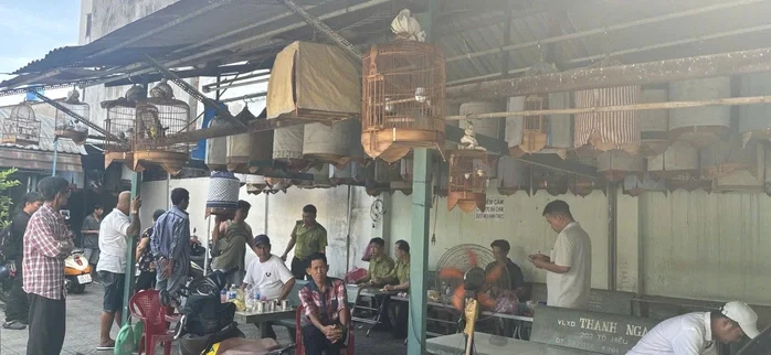 Siết chặt quản lý chim cảnh: Kiên quyết thu giữ các cá thể không chứng minh được nguồn gốc