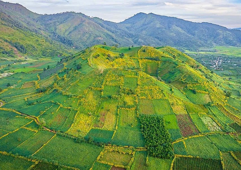 Núi lửa Chư Đang Ya Gia Lai: Mùa hoa dã quỳ rực rỡ giữa đại ngàn