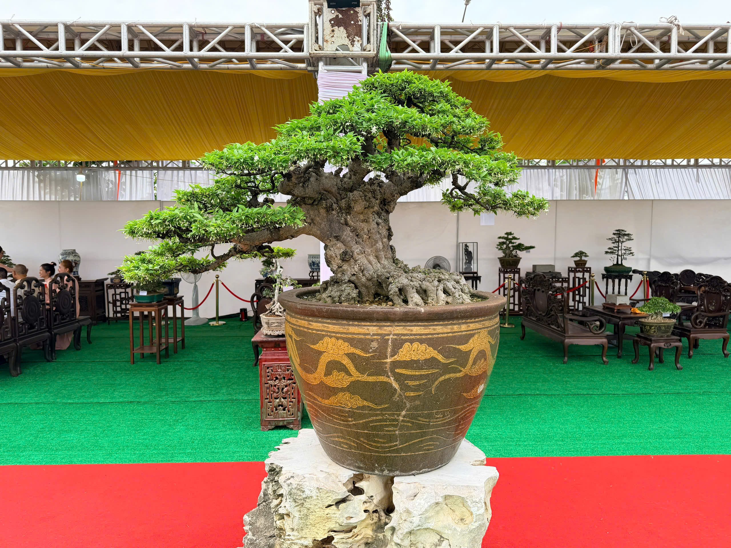 Triển lãm cây cảnh nghệ thuật Thành Đông lần 3: Dấu ấn 20 năm phát triển