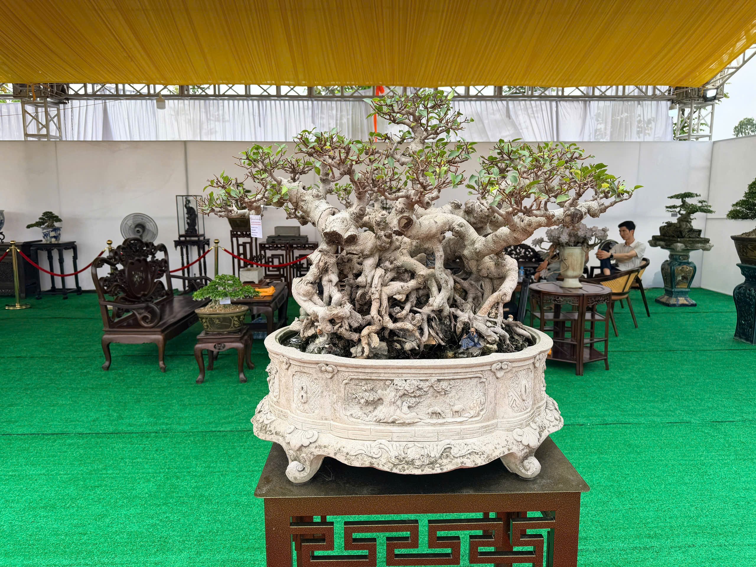 Triển lãm cây cảnh nghệ thuật Thành Đông lần 3: Dấu ấn 20 năm phát triển