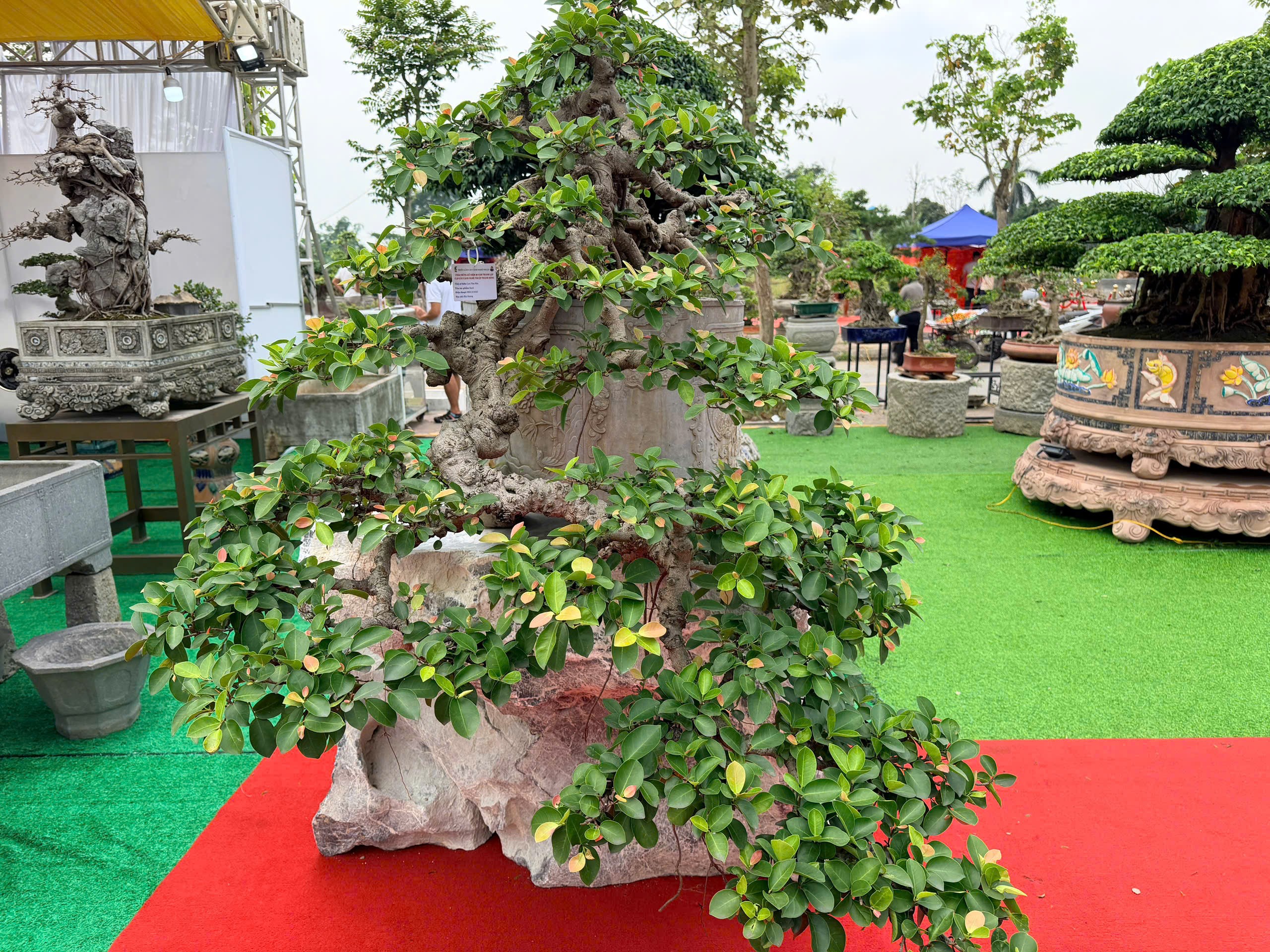 Triển lãm cây cảnh nghệ thuật Thành Đông lần 3: Dấu ấn 20 năm phát triển