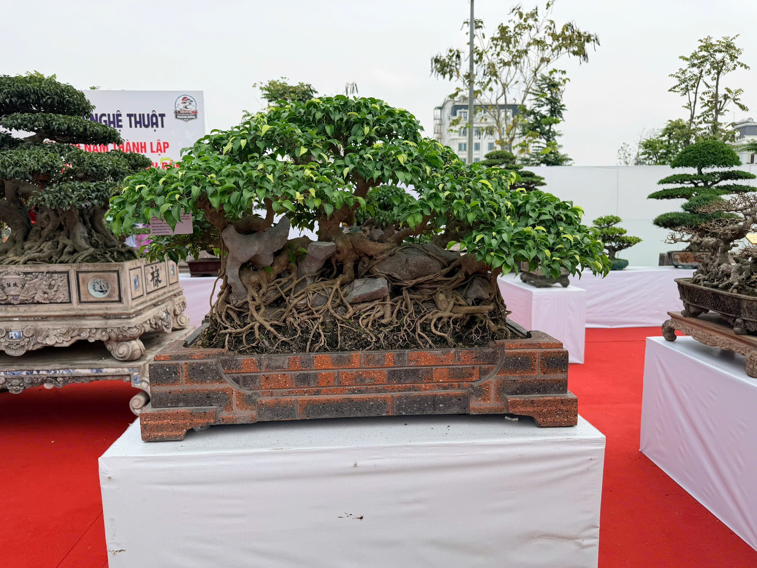 Triển lãm cây cảnh nghệ thuật Thành Đông lần 3: Dấu ấn 20 năm phát triển