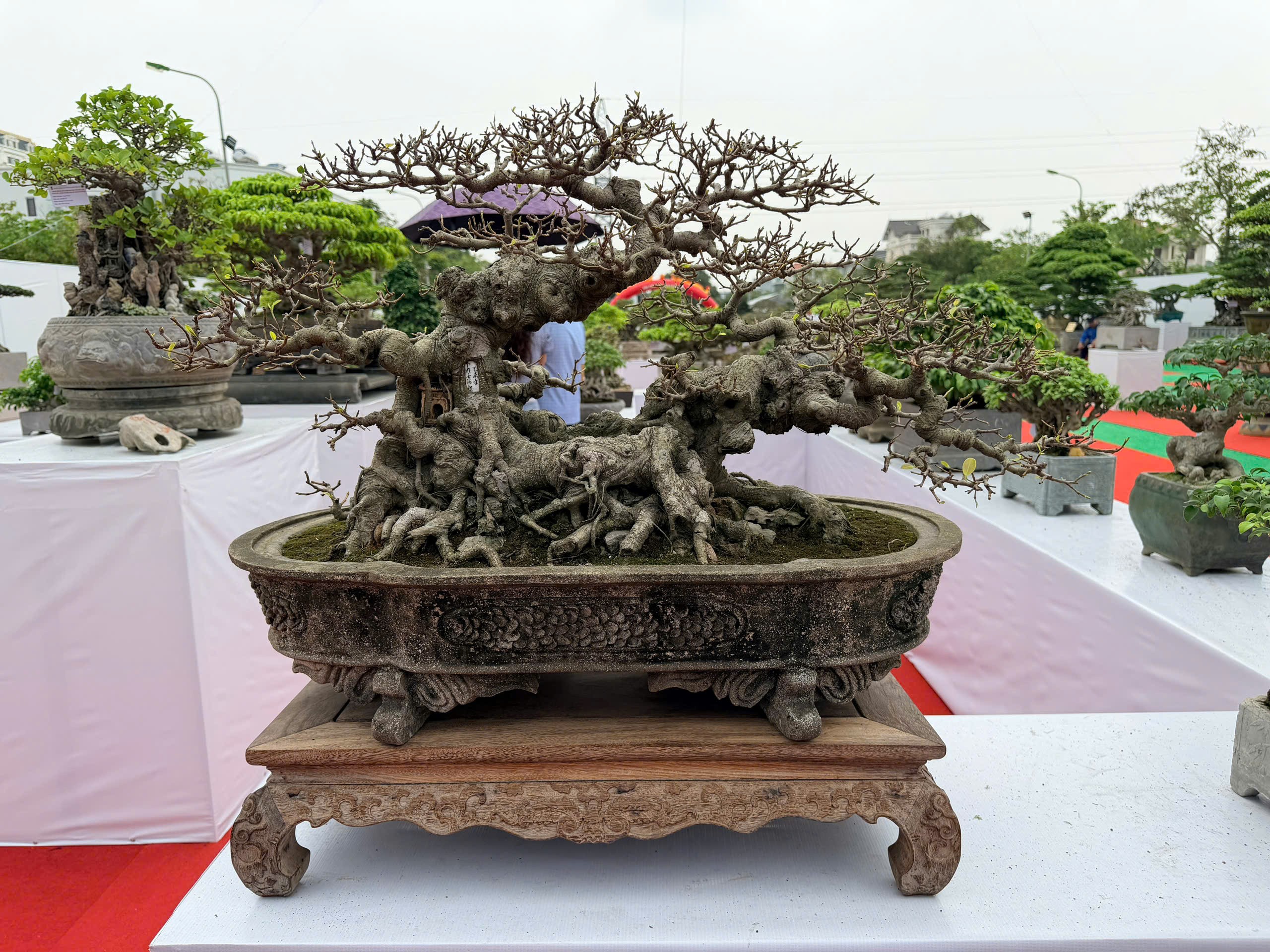 Triển lãm cây cảnh nghệ thuật Thành Đông lần 3: Dấu ấn 20 năm phát triển