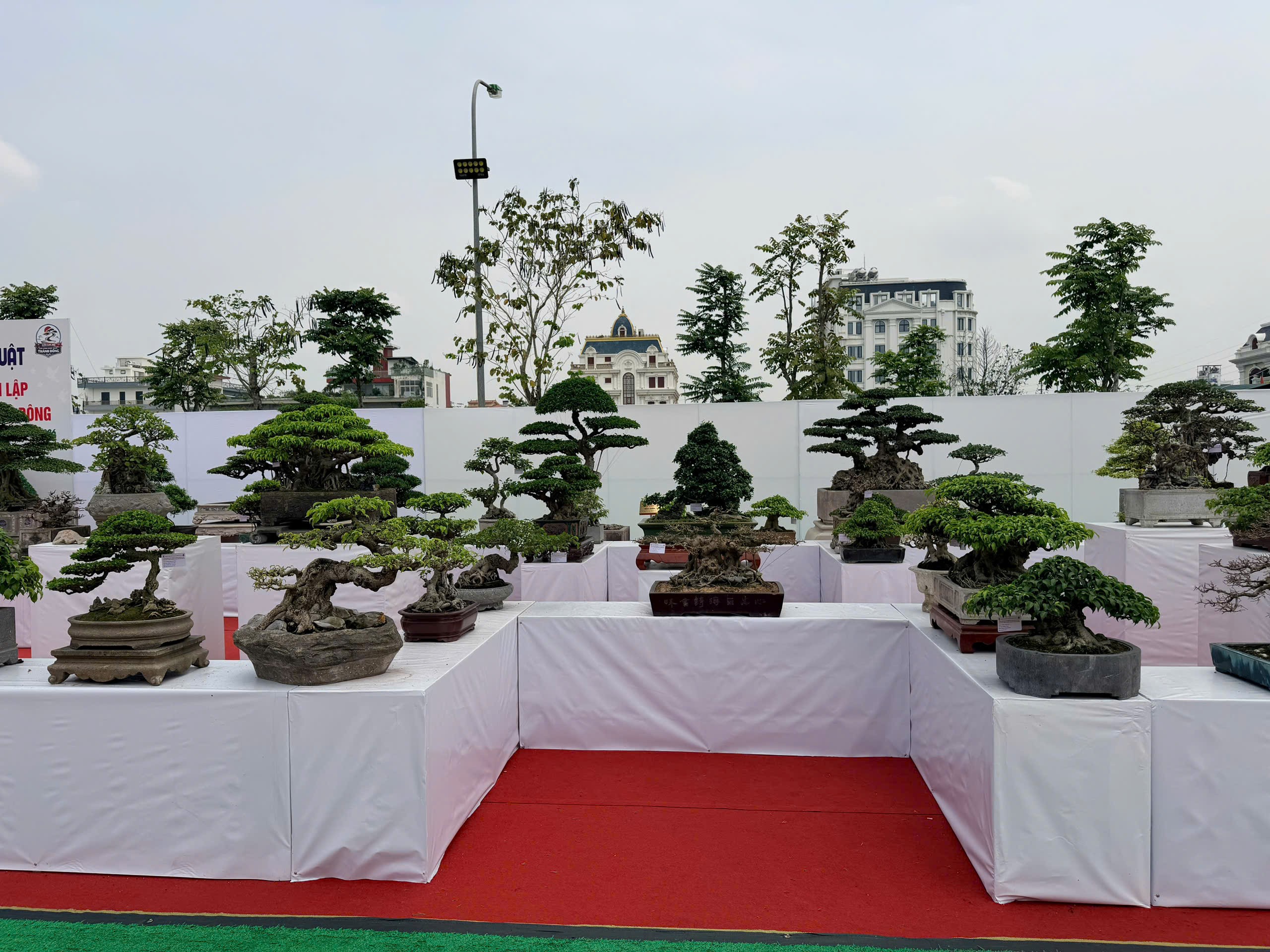 Triển lãm cây cảnh nghệ thuật Thành Đông lần 3: Dấu ấn 20 năm phát triển