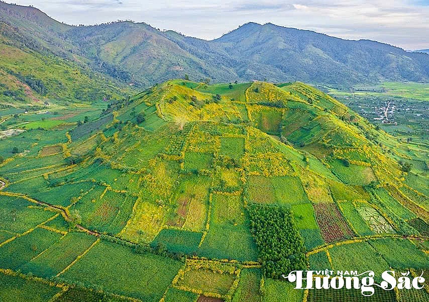 Núi lửa Chư Đang Ya Gia Lai: Mùa hoa dã quỳ rực rỡ giữa đại ngàn
