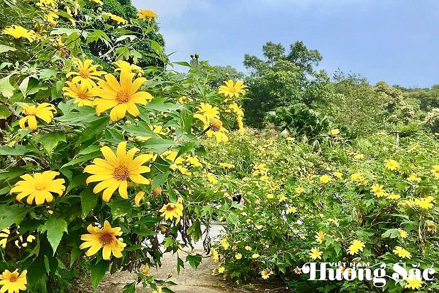 Núi lửa Chư Đang Ya Gia Lai: Mùa hoa dã quỳ rực rỡ giữa đại ngàn
