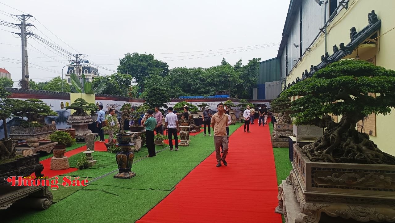 Hà Nội: Khai mạc Triển lãm Cây cảnh Nghệ thuật Xuân 2026