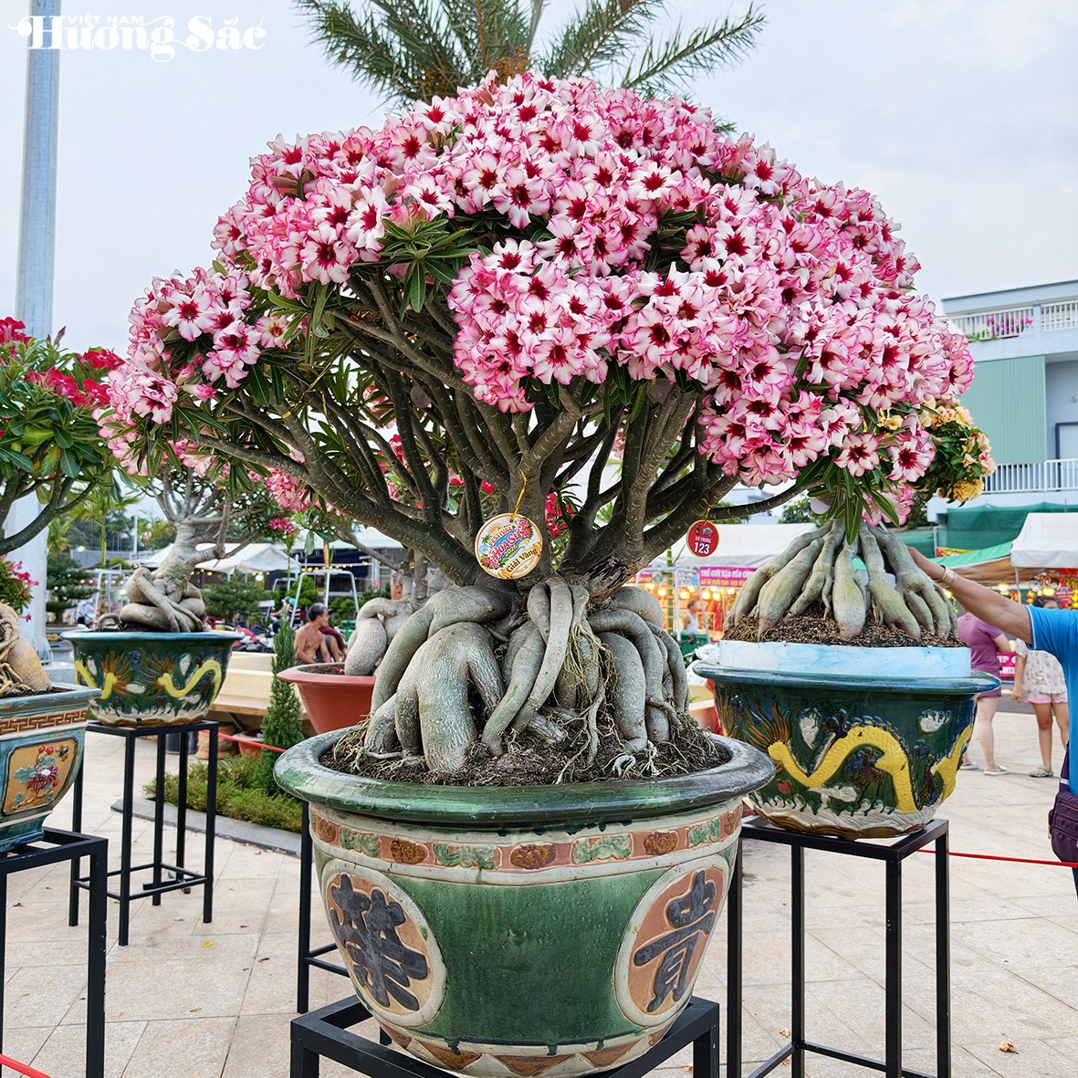 Khai mạc Festival Hoa Sứ 2026: Chủ đề