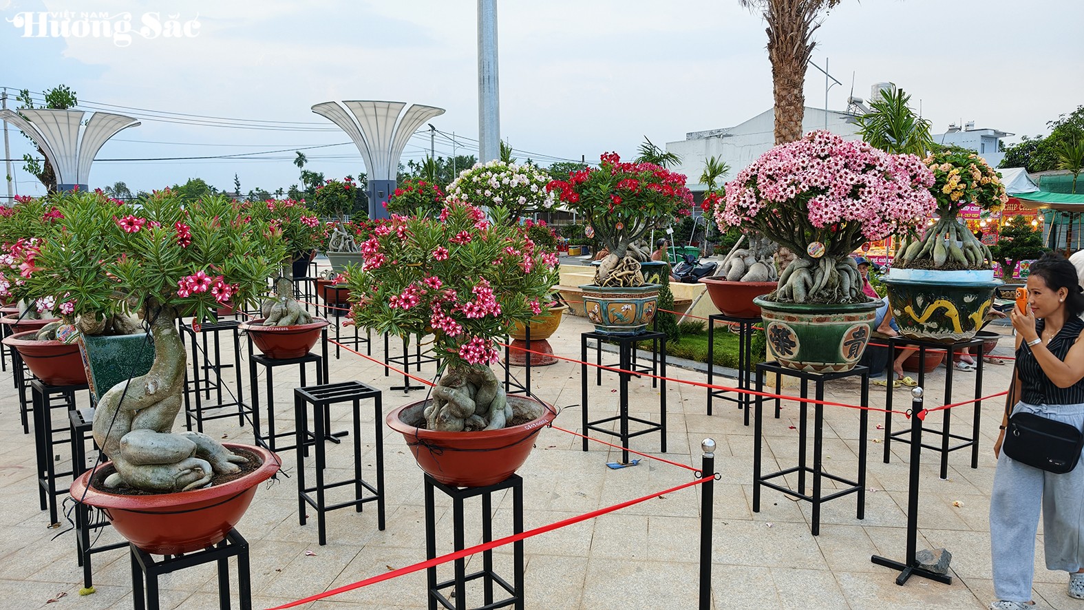 Khai mạc Festival Hoa Sứ 2026: Chủ đề