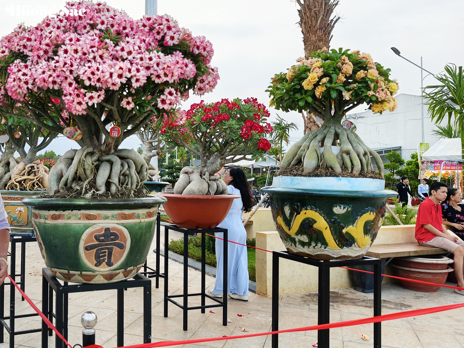 Khai mạc Festival Hoa Sứ 2026: Chủ đề