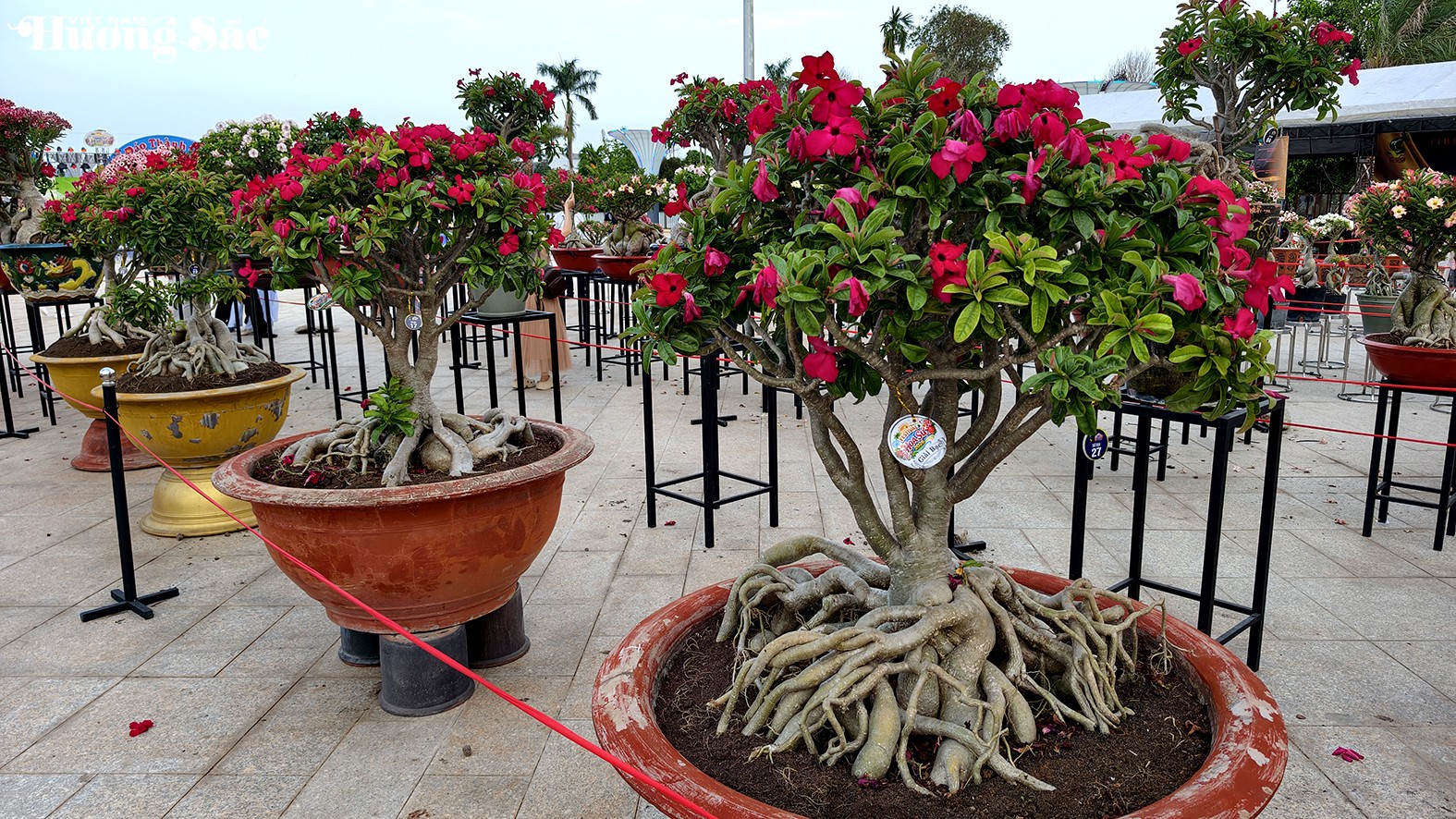 Khai mạc Festival Hoa Sứ 2026: Chủ đề