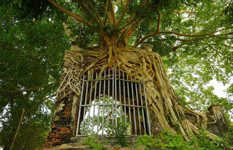 Cây đa cổ thụ 