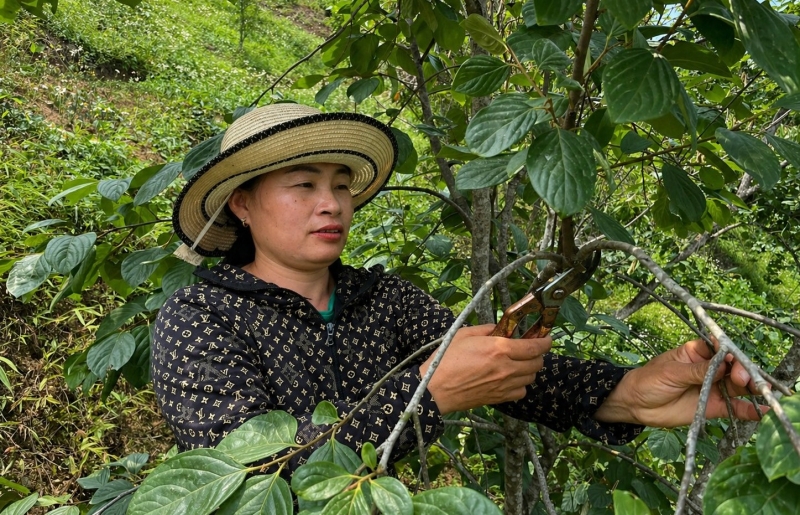 Lạng Sơn xác định danh mục giống ưu tiên, đẩy mạnh tái cơ cấu nông nghiệp giai đoạn 2026 – 2030