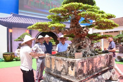 Triển lãm cây cảnh nghệ thuật Xuân 2026: Không gian xanh giữa lòng Hà Nội