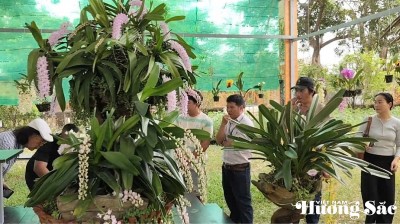 Hơn 1000 tác phẩm hoa phong lan khoe sắc tại Festival Huế 2026
