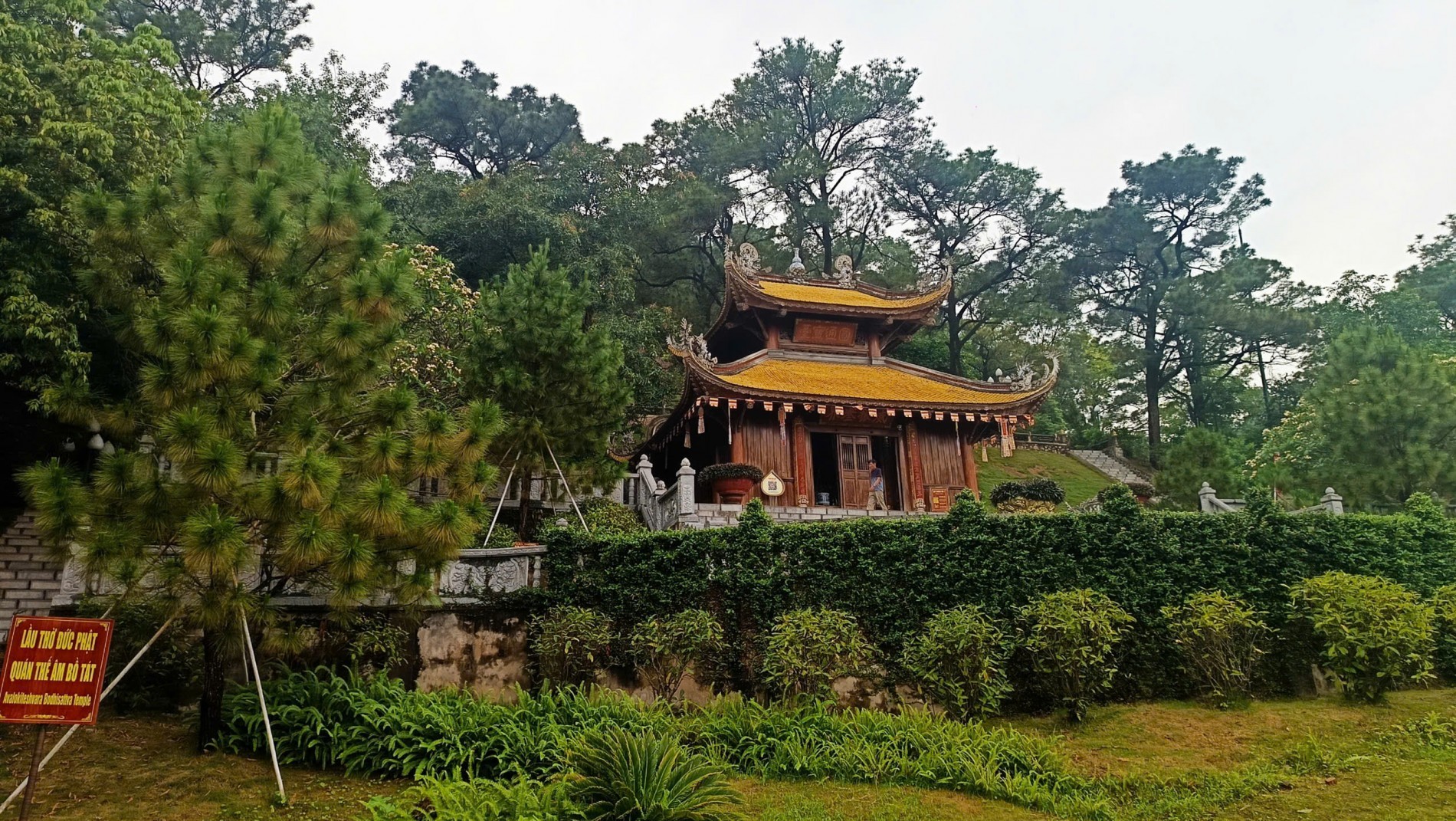Cây thông Chí Linh: Khi di sản trở thành nguồn lực phát triển kinh tế Cây thông Chí Linh: Khi di sản trở thành nguồn lực phát triển kinh tế