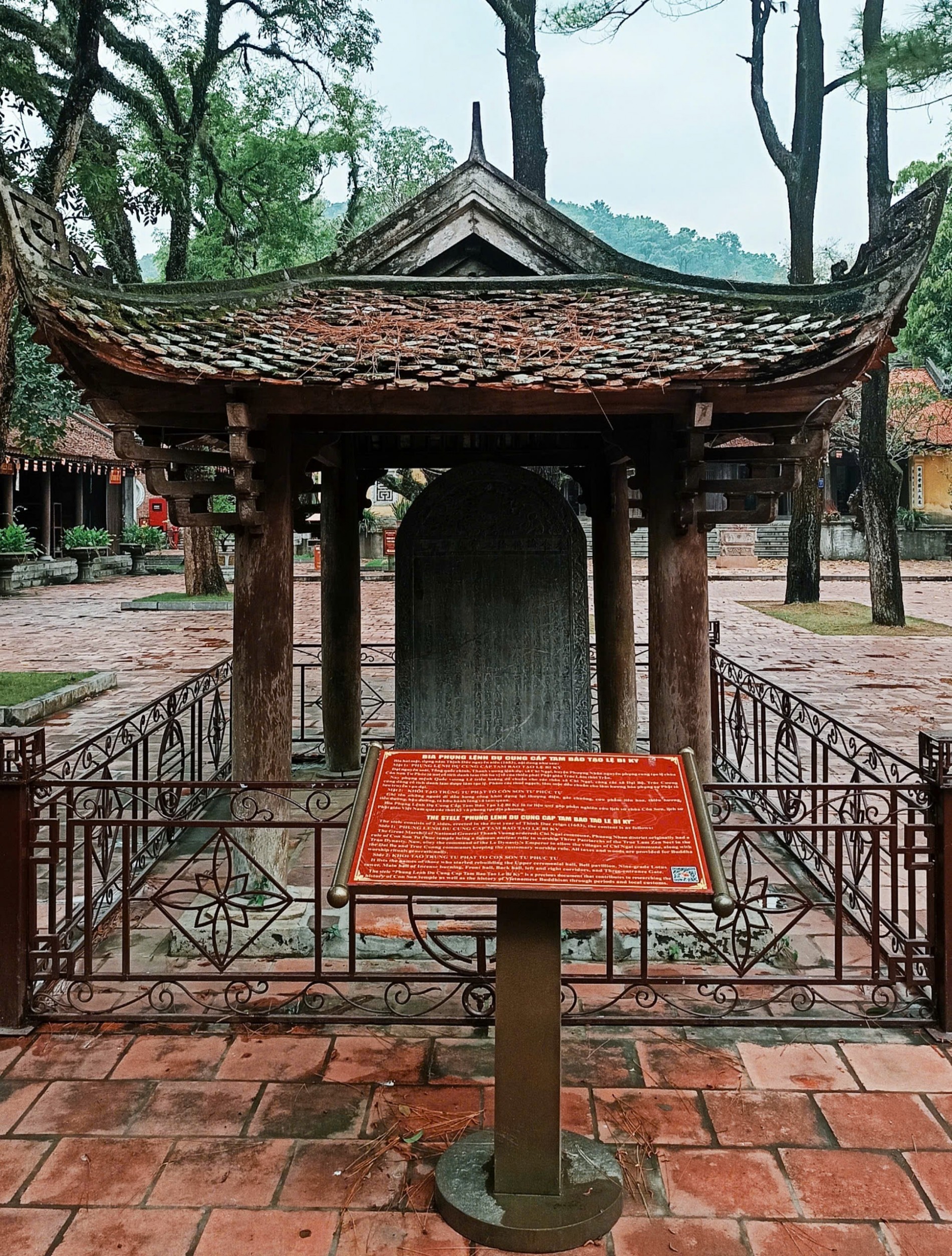 Cây thông Chí Linh: Khi di sản trở thành nguồn lực phát triển kinh tế Cây thông Chí Linh: Khi di sản trở thành nguồn lực phát triển kinh tế