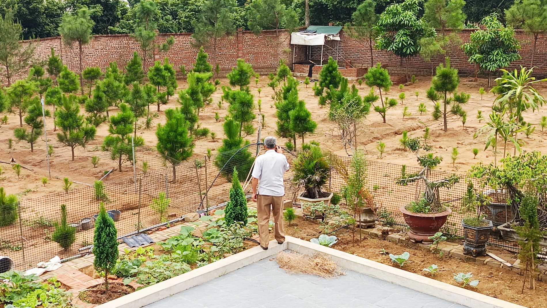 Cây thông Chí Linh: Khi di sản trở thành nguồn lực phát triển kinh tế Cây thông Chí Linh: Khi di sản trở thành nguồn lực phát triển kinh tế