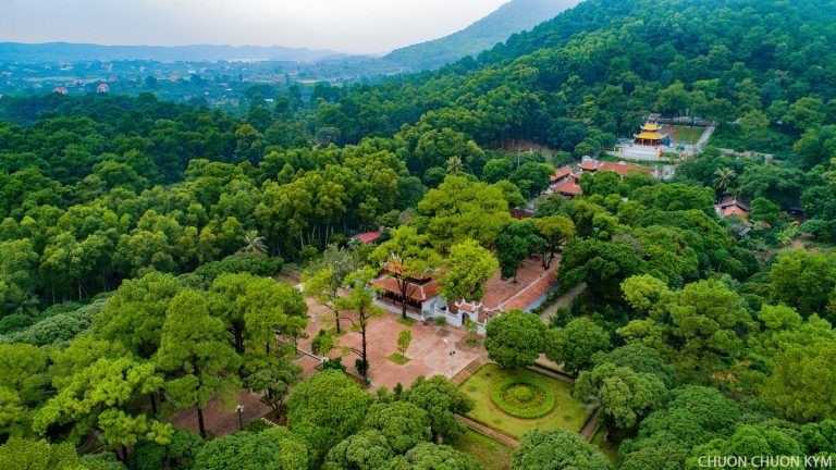 Cây thông Chí Linh: Khi di sản trở thành nguồn lực phát triển kinh tế Cây thông Chí Linh: Khi di sản trở thành nguồn lực phát triển kinh tế