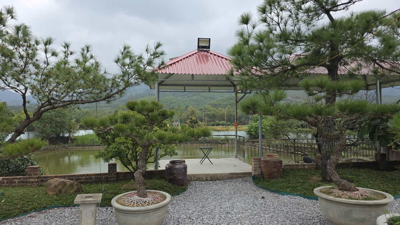 Cây thông Chí Linh: Khi di sản trở thành nguồn lực phát triển kinh tế Cây thông Chí Linh: Khi di sản trở thành nguồn lực phát triển kinh tế