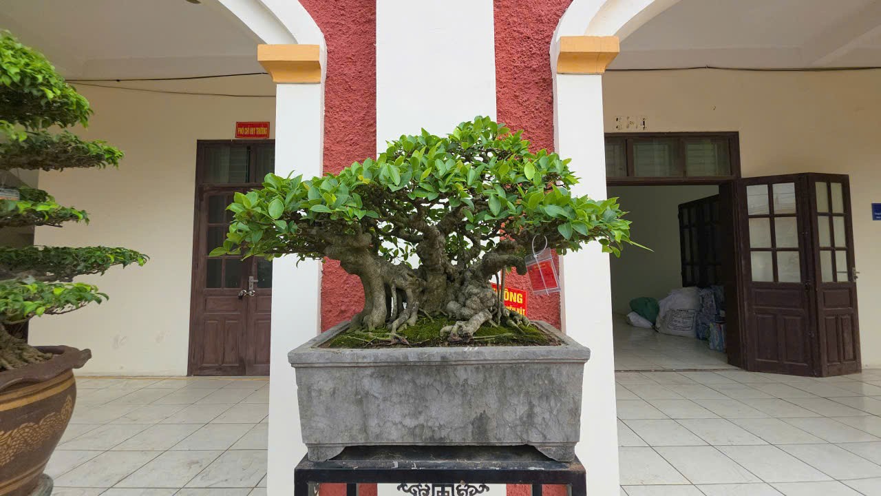 Triển lãm sinh vật cảnh xã Nam Lý, tỉnh Ninh Bình - Nơi nghệ thuật gặp gỡ đất trời Triển lãm sinh vật cảnh xã Nam Lý, tỉnh Ninh Bình - Nơi nghệ thuật gặp gỡ đất trời