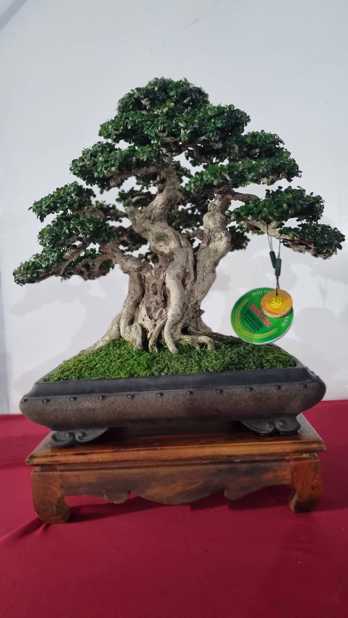 Hội thi bonsai - kiểng thế: Bức tranh nghệ thuật sống động tại Festival Cây xanh Di sản TP HCM lần III năm 2026