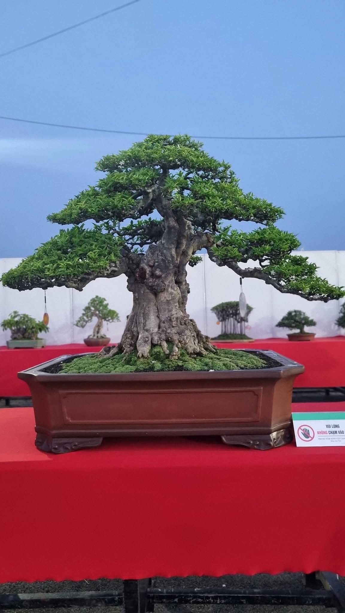 Hội thi bonsai - kiểng thế: Bức tranh nghệ thuật sống động tại Festival Cây xanh Di sản TP HCM lần III năm 2026